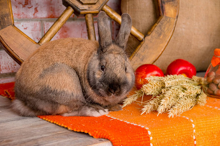 穿着编织帽的可爱小红色复活节兔子图片