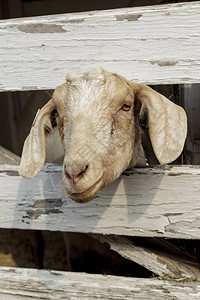 一只可爱的山羊头朝北爱达荷州的木图片