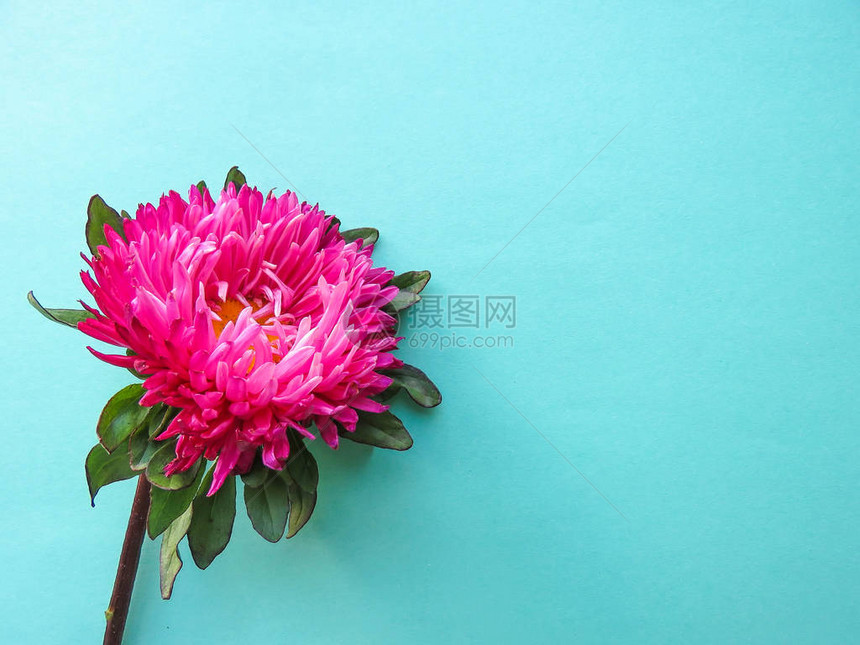背景上的粉红花最小概念顶视图复制图片