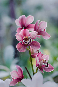 紫兰花在植物园关闭背景图片