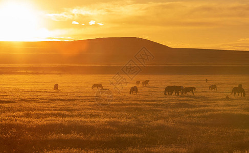 犹他州沙漠日出时的一群野马图片
