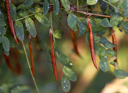 西伯利亚豆灌木又称西伯利亚梨树或卡拉加纳阿博瑞森人高清图片