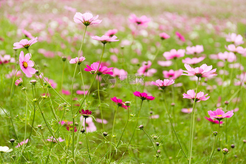 粉色和白色的波斯菊花园图片