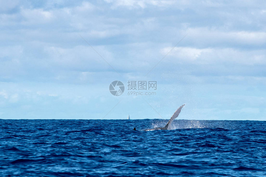 法属波利尼西亚岛太平洋的座头鲸鳍图片