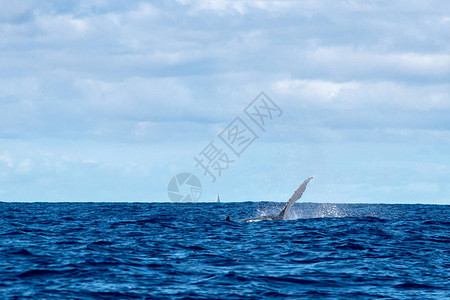 法属波利尼西亚岛太平洋的座头鲸鳍图片