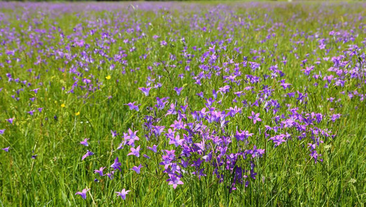 紫色的风铃草在春天的草地上蔓延图片