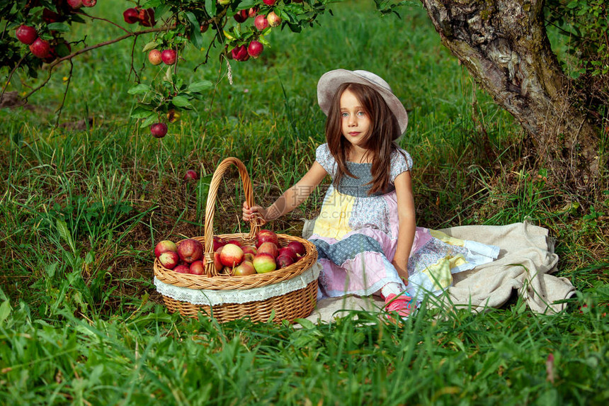 小女孩把成熟的红苹果收集在一个图片