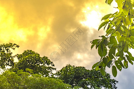 在日落的云彩天空树背景树特写镜头图片