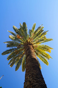 蓝色天空下的棕榈树美图片