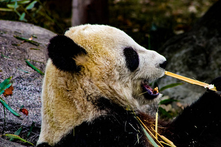 大型熊猫图片