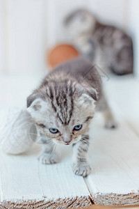 年轻可爱的小猫玩毛线球图片
