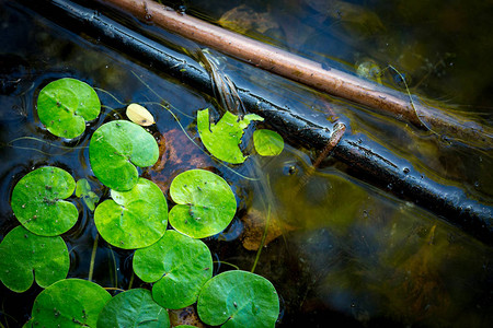 湖水面上的绿色浮草叶子图片