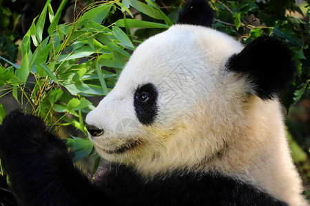 大熊猫特写熊猫吃竹笋动物世界的照片稀有和濒临灭绝的黑背景图片