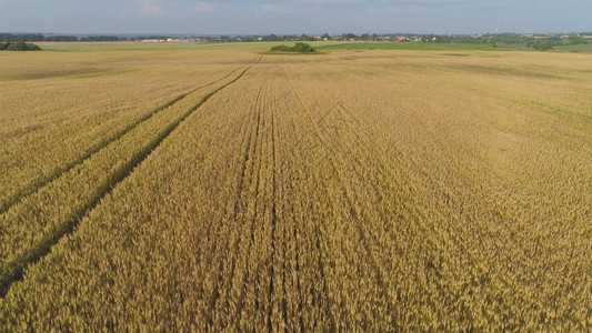 夏日黄小麦大麦黑麦的鸟瞰图农田上成熟图片