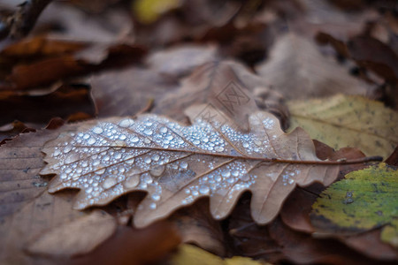 秋天的落叶下有雨滴秋图片