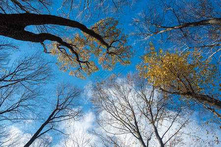 秋天的落叶与蓝天背景云图片
