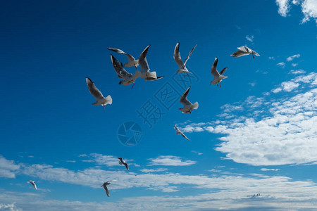 美丽的海鸥在空中飞图片