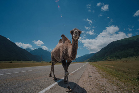 高加索高山背景下的毛骆驼俄罗斯卡拉恰埃沃切尔背景图片