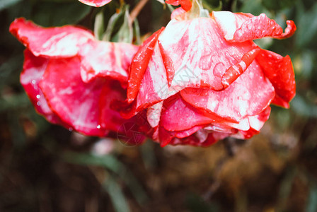 雨后红玫瑰的微距照片图片