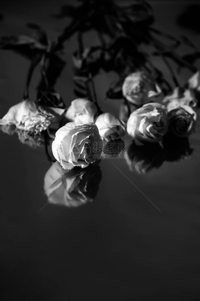黑色背景的白色玫瑰布满了阴影和反射图片