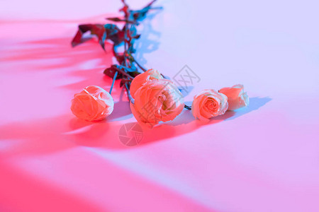 粉红色紫色和蓝色玫瑰的花束在光亮的图片