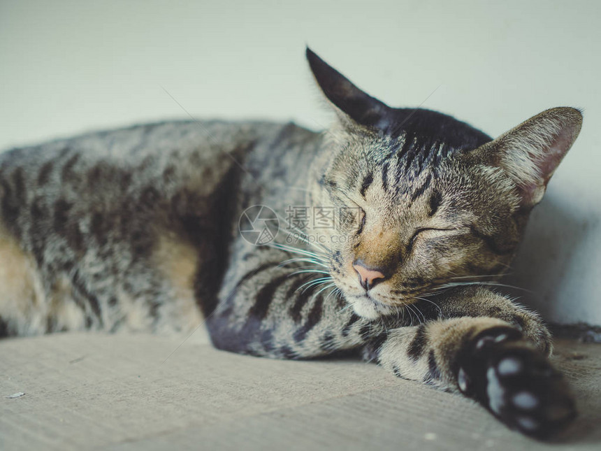 睡不着的懒猫在木地板上做梦用电影的语调风格在白图片