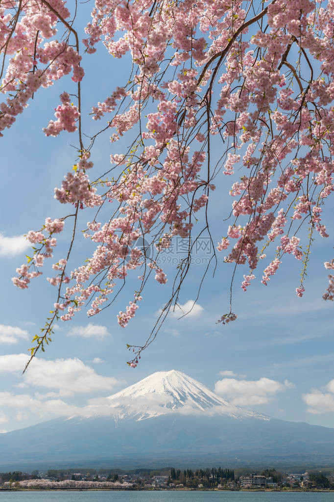 春季日本河口湖的樱花和富士山图片