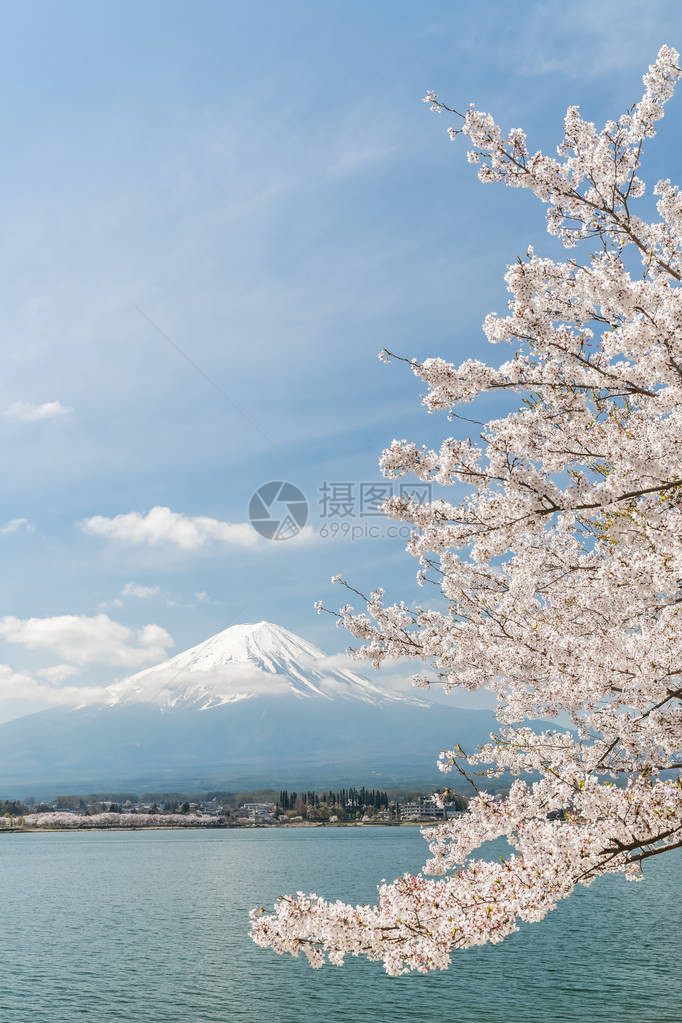 春季日本河口湖的樱花和富士山图片