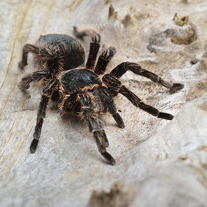 天然森林环境中的毛巨大的黑毛巨型阿拉克尼Brachypelmaalbopilo图片