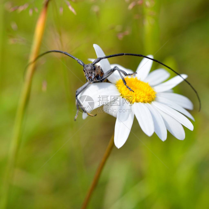 有长天线的可爱黑虫坐在夏季草原上盛图片