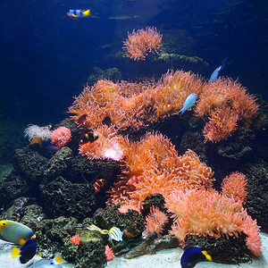 含有粉红活亚和热带鱼类的海洋水族图片