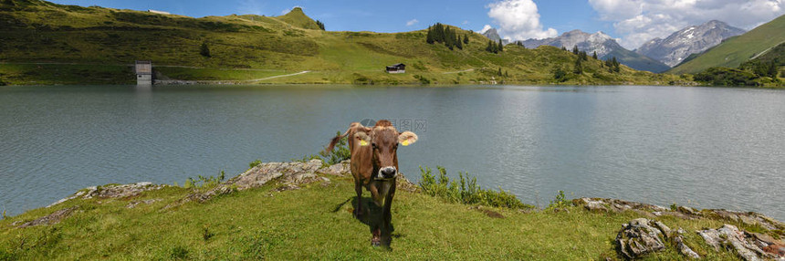 奶牛在瑞士山的恩格尔贝格湖对面Tru图片