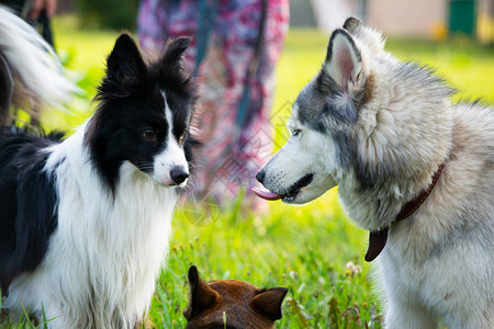 狗互相玩耍西伯利亚雪橇犬边境牧羊犬大惊小怪好斗的狗训练狗教育犬类学幼犬的强化训练年轻精力充沛的狗在散步图片