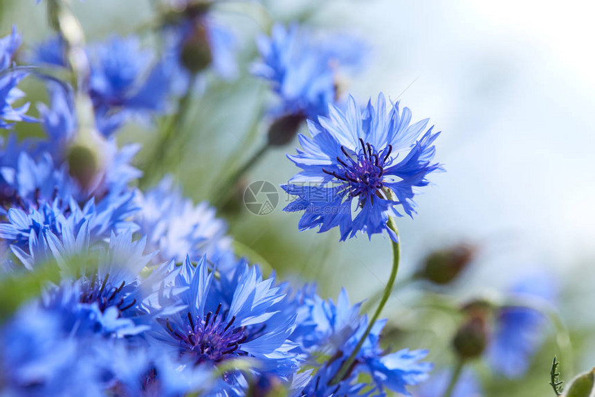 矢车菊新鲜蓝色花朵的近景图片
