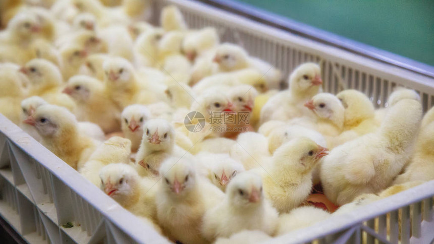 家禽业务养鸡场业务高养殖和使用农业技术选鸡过图片
