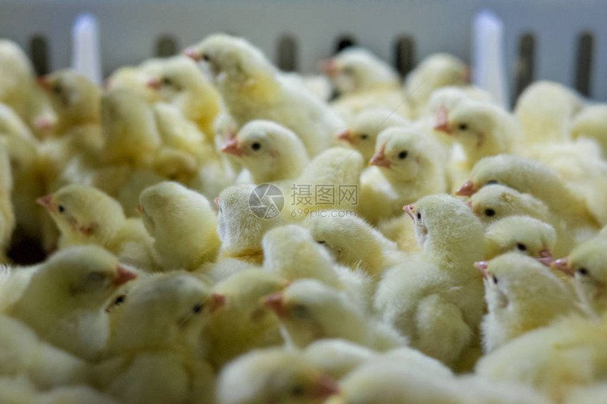 家禽业务养鸡场业务高养殖和使用农业技术选鸡过图片