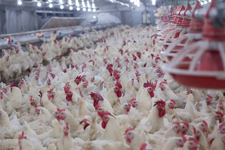 养鸡的养鸡场以养殖肉类白鸡养殖为目的畜牧业住宅经营的室内住宅在仓库内生产背景图片