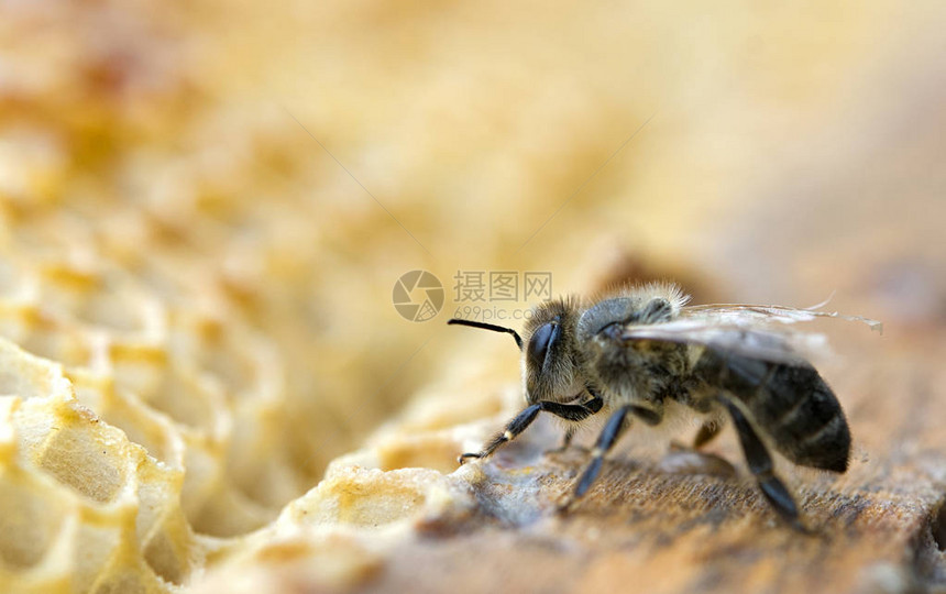 在蜂窝上工作的蜜蜂一个特写图片