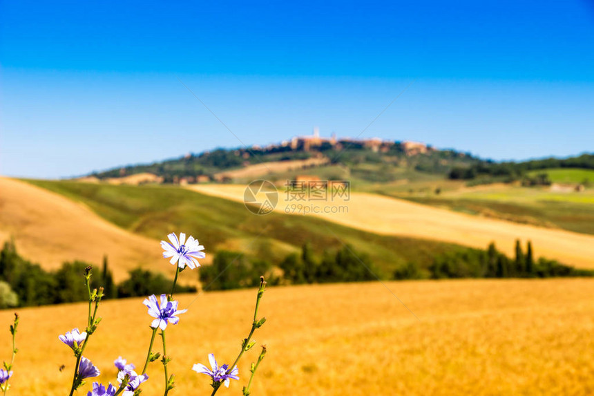 意大利托斯卡纳Pienza附近山丘上的图片