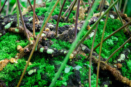 绿色苔藓中蕨类植物的根和芽特写图片