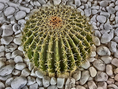 Cactus常年开花植物家族稀有的图片