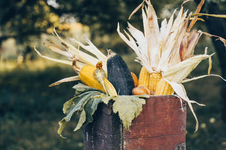 秋收农场蔬菜和块根作物的木箱健康和有机食品背景健康食品新图片
