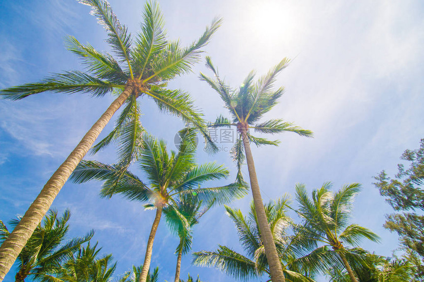 椰子棕榈树蓝天阳光图片