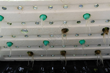 农场植物苗圃泡沫下含水栽培植图片