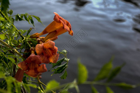 以河流为背景的橙色花朵图片