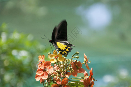 马来西亚的蝴蝶图片