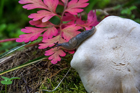 蜗牛在绿草中的蘑菇帽上蛞蝓从森林苔藓上的蘑菇爬出特写小深度的锐度图片