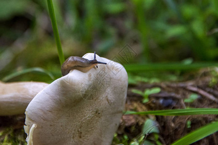 蜗牛在绿草中的蘑菇帽上蛞蝓从森林苔藓上的蘑菇爬出特写小深度的锐度图片