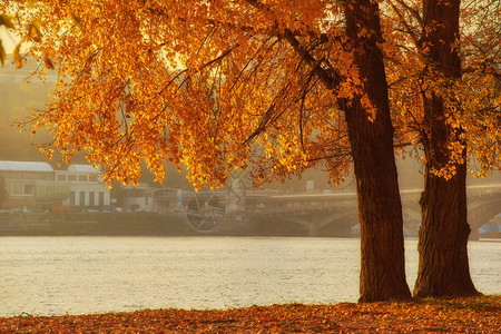 河边沙提河边的秋树沙上叶子阳背景