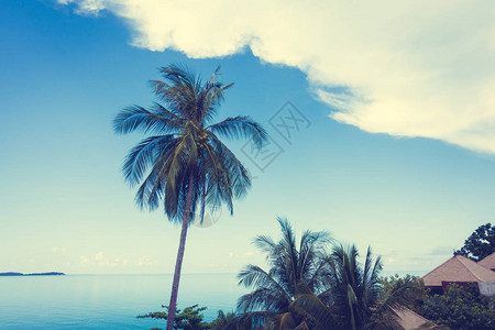 美丽的椰子棕榈树蓝图片